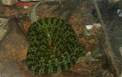 ​被称为世界上最贵的毒