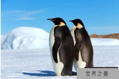 ​世界上最大的企鹅 皇帝