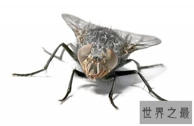 ​苍蝇的寿命是多长 灭苍