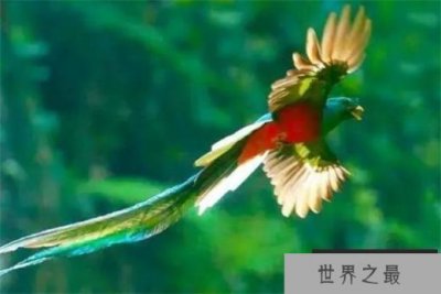 ​世界上最漂亮的鸟叫什