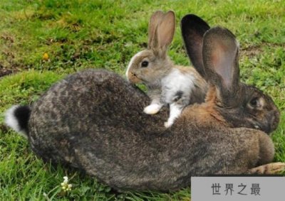 ​世界最大的兔子 兔子大