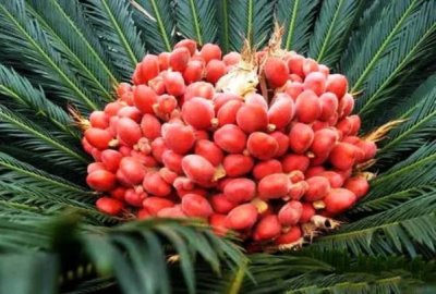 ​铁树种子有什么药用?止