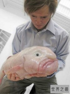 ​世界上丑的鱼,水滴鱼丑