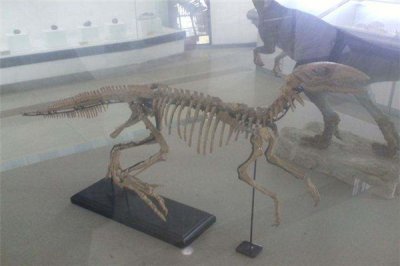 ​长春龙：善于奔跑的小