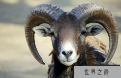 ​野生羊的祖先，欧洲盘羊