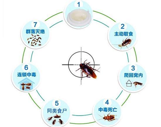 蟑螂药哪种最好用牌子？