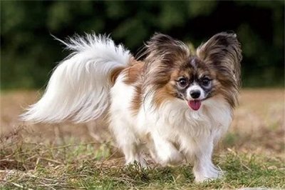 ​蝴蝶犬多少钱一只?宠物级最低1200元(价格受影响因素多)