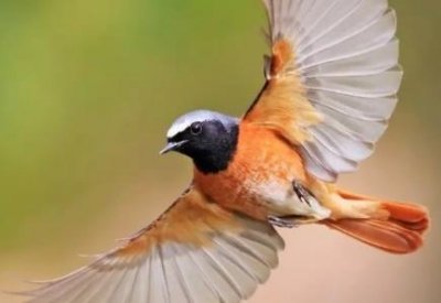 ​棕背伯劳：伯劳鸟中体型略大的物种将近30厘米长