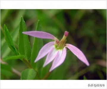 ​“半边莲花”——半边