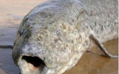 ​非洲杜兹肺鱼，不水却