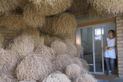 ​风滚草在中国喊什么?猪