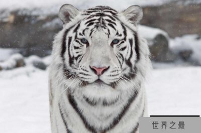 ​全球最美动物排行榜 白