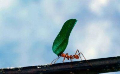 ​南非穿山甲：拥有50厘米