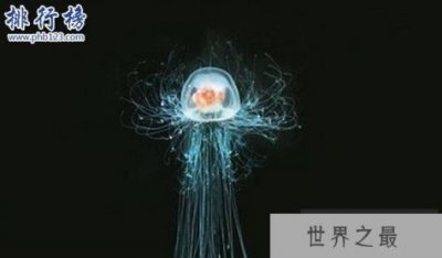 ​地球唯一不死的生物：