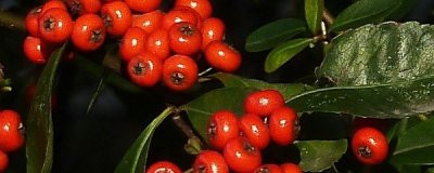 ​朱砂根的养殖方法