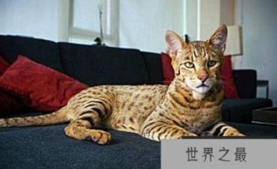 ​世界上最贵的猫咪：1