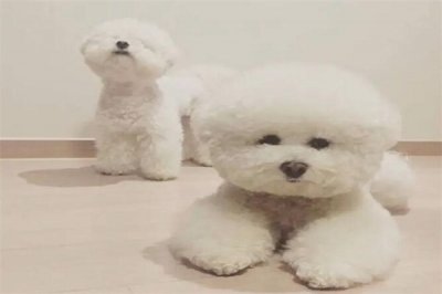 ​养比熊的人都后悔了：