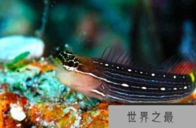 ​世界上潜水最深的鱼是