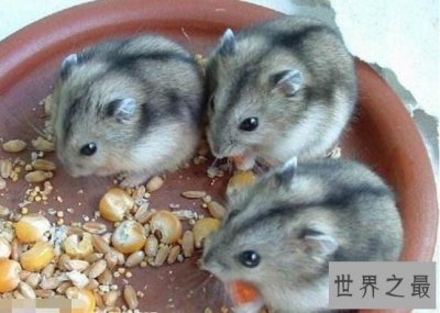 ​世界上最便宜的仓鼠，