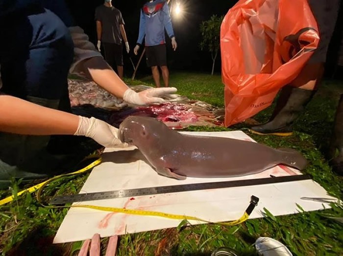 泰国海洋国家公园海滩发现一只牙齿遭拔掉的死亡怀孕儒艮