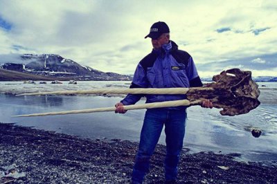 ​一角鲸的角为什么贵?被