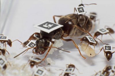 ​社会性昆虫黑蚁：当工