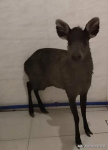 ​野生“毛冠鹿”在峨眉