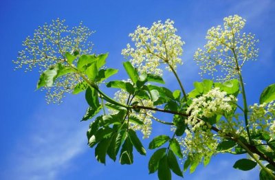 ​每日一花7.23：接骨木：