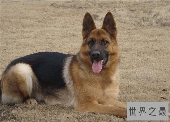 宠物狗智商排名前十名，边境牧羊犬排名第一