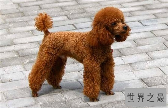 宠物狗智商排名前十名，边境牧羊犬排名第一