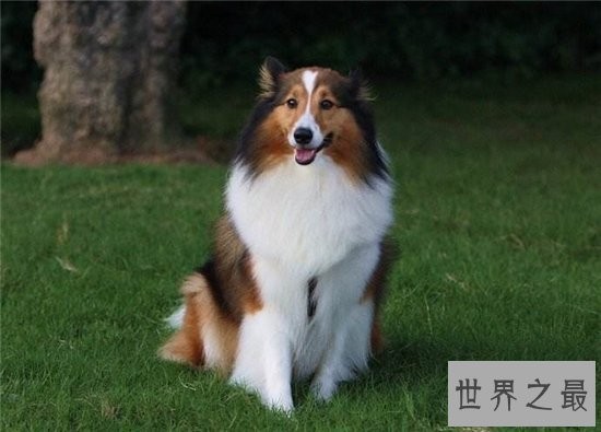 宠物狗智商排名前十名，边境牧羊犬排名第一