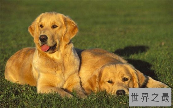 宠物狗智商排名前十名，边境牧羊犬排名第一