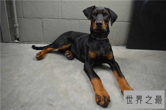 宠物狗智商排名前十名，边境牧羊犬排名第一