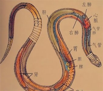 ​印度的“七寸”在哪儿？掐断西里古里走廊，等于打着了印度的七寸