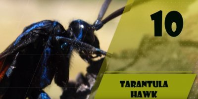 ​世界上十大概型最大的