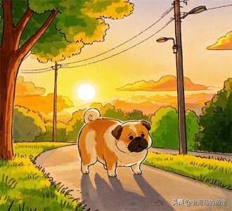 ​别再乱花钱买狗窝了！